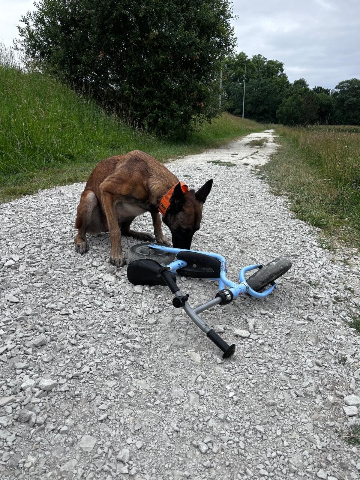 Chien curieux en pleine exploration olfactive