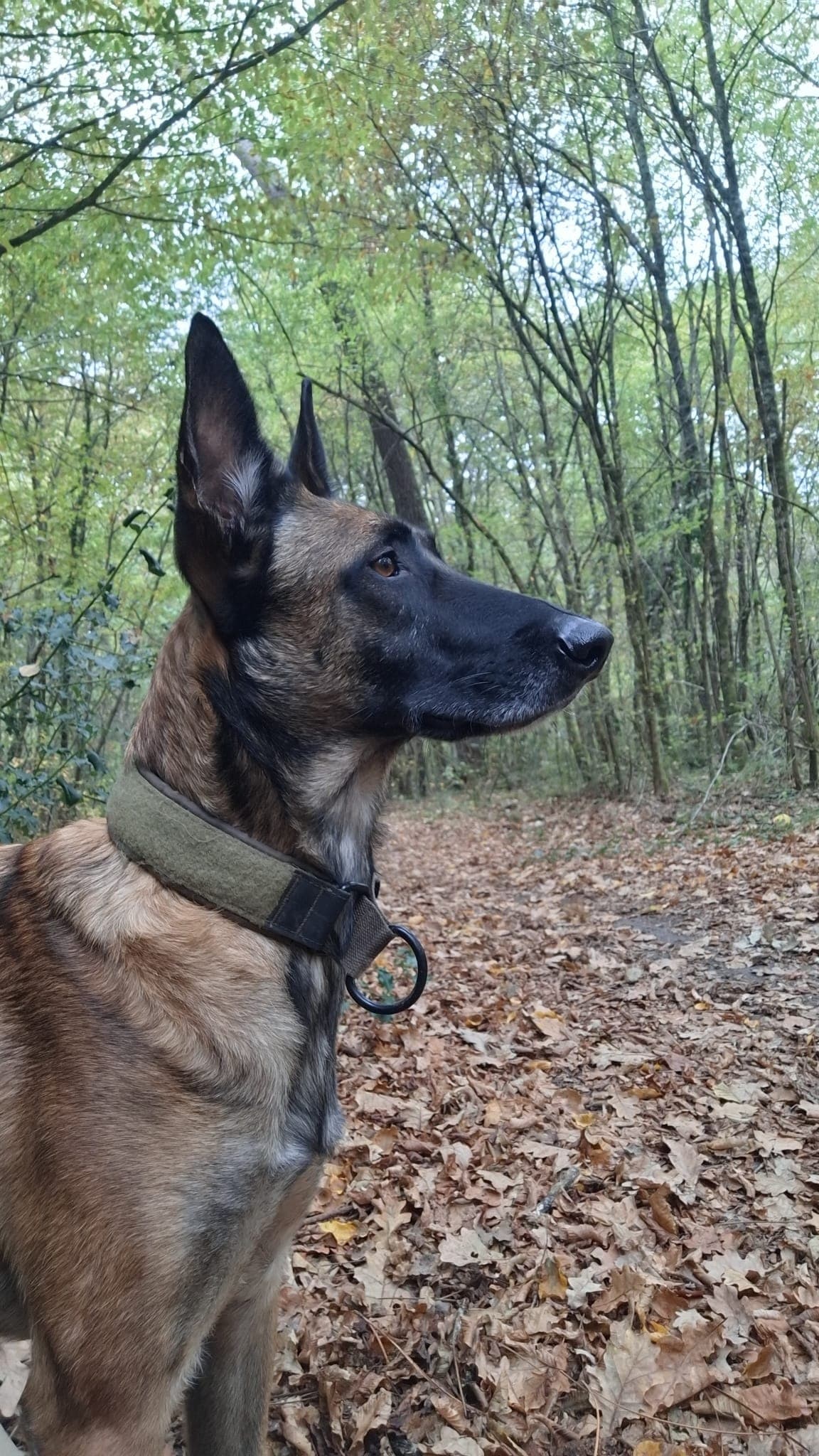 Portrait d'Apolo en forêt, à l'affût